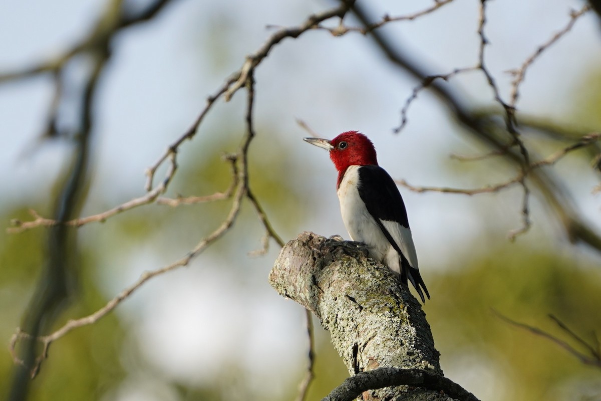 Red-headed Woodpecker - ML641041428