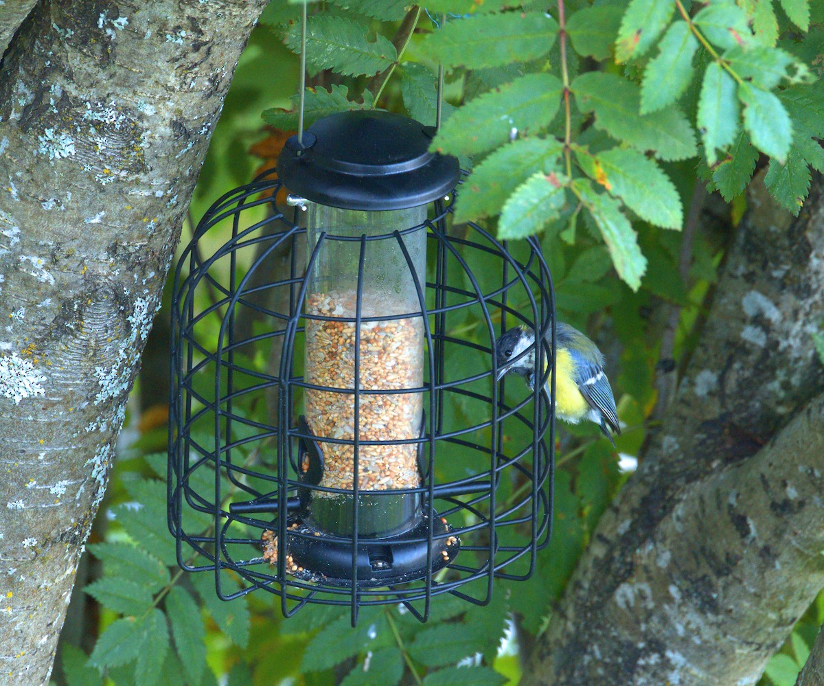 Great Tit - ML641041429