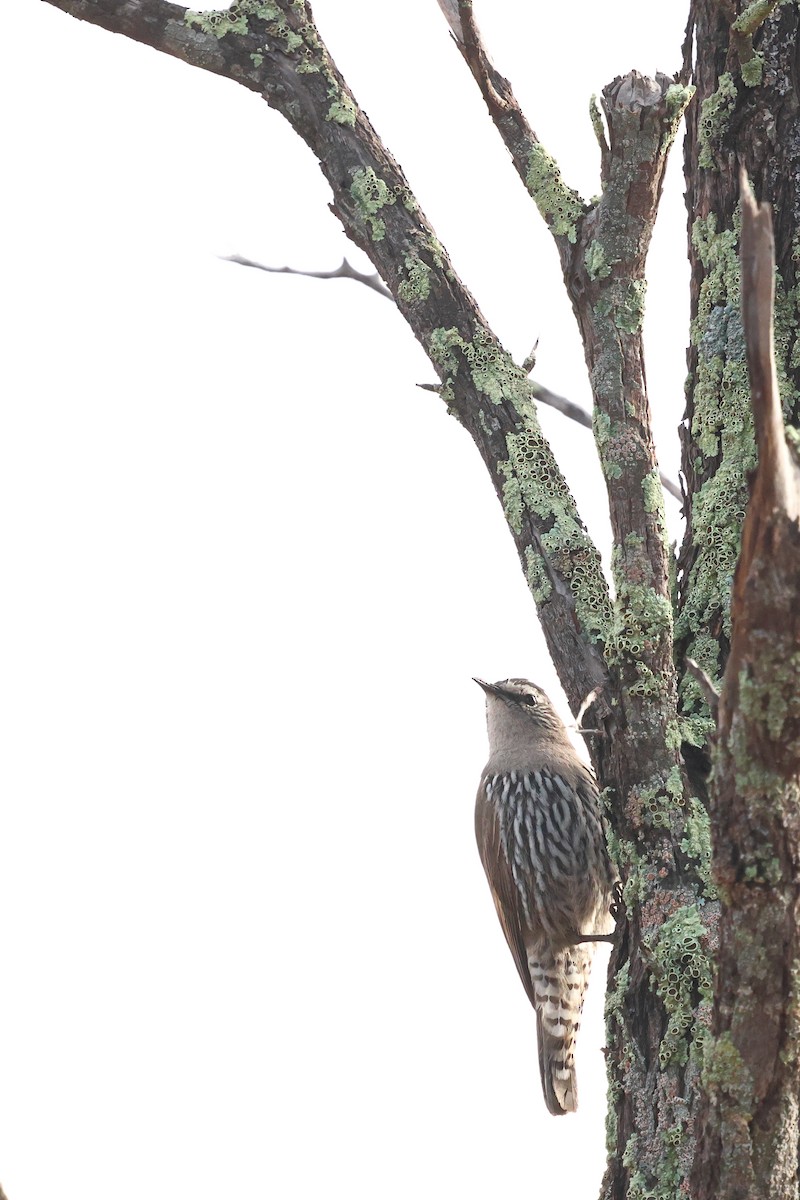 White-browed Treecreeper - ML641041436