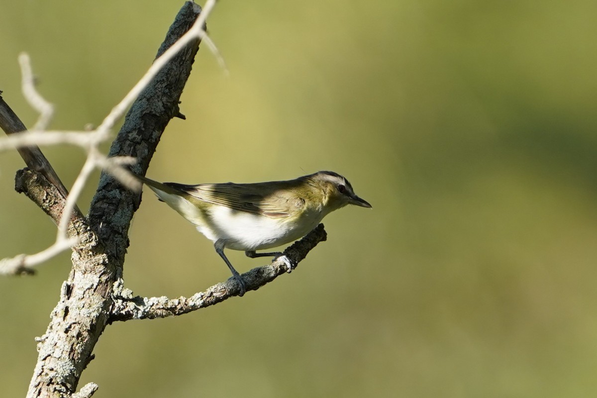 Red-eyed Vireo - ML641041443