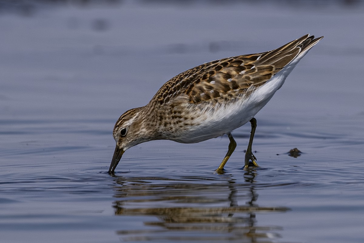 Least Sandpiper - ML641041449