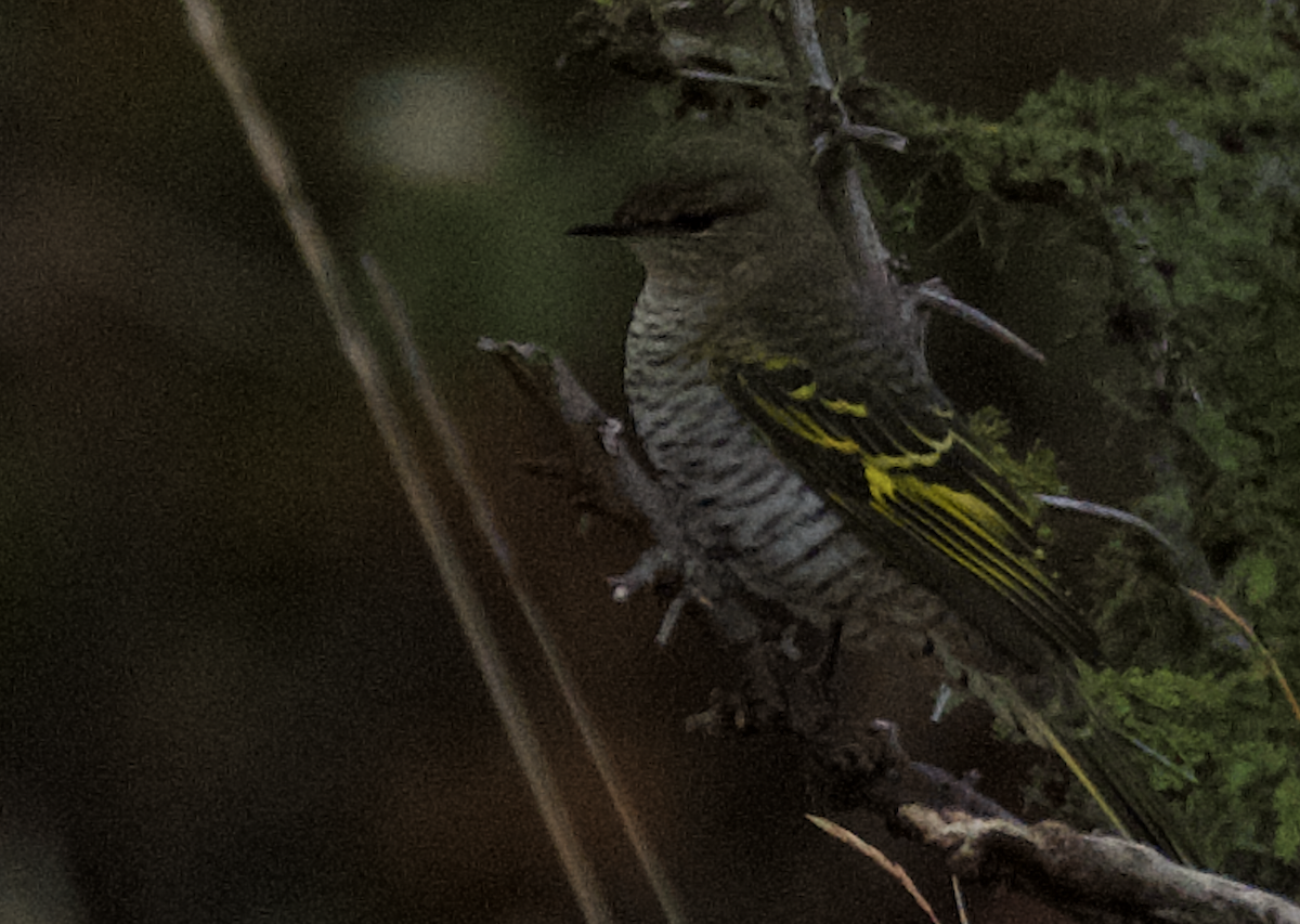 Black Cuckooshrike - ML641041456