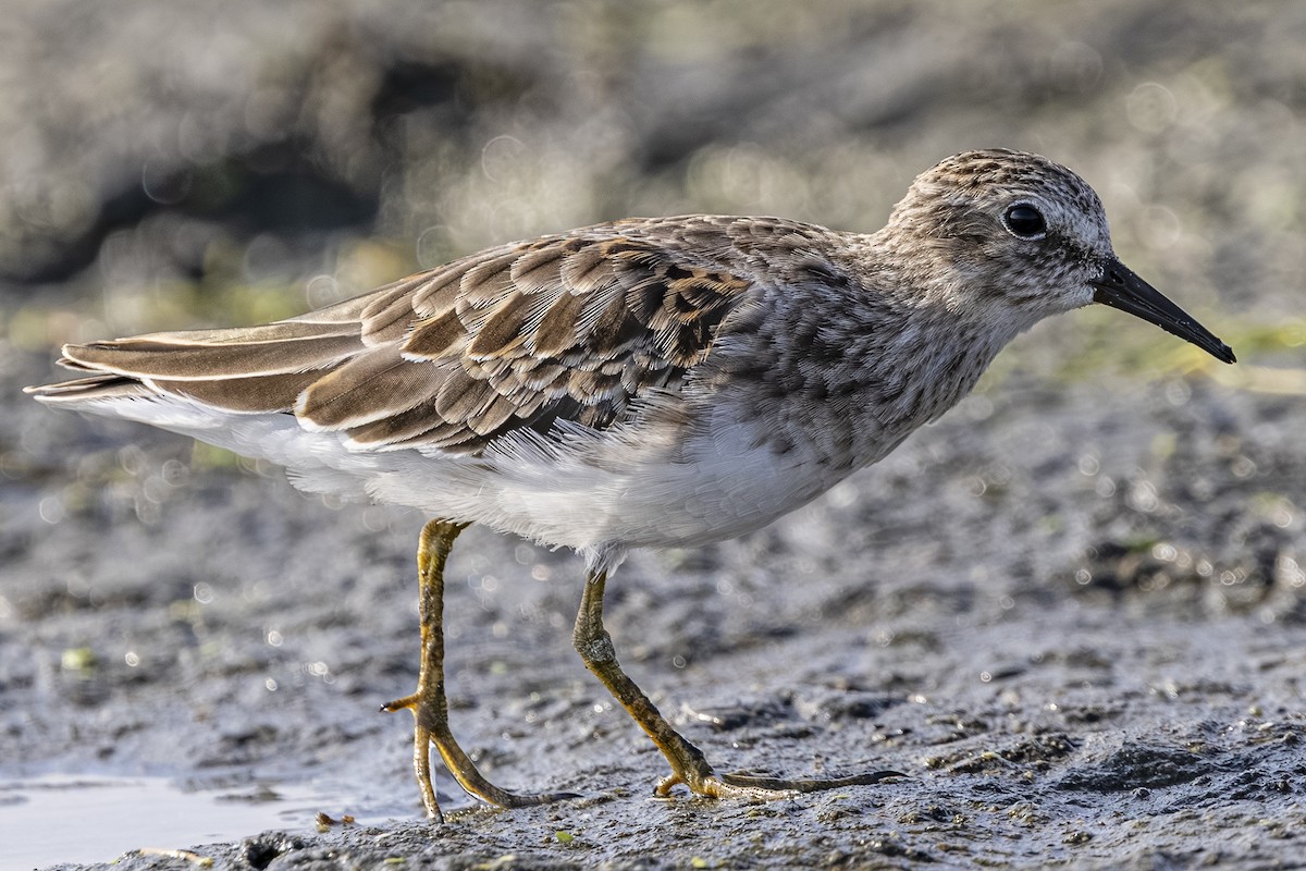 Least Sandpiper - ML641041463