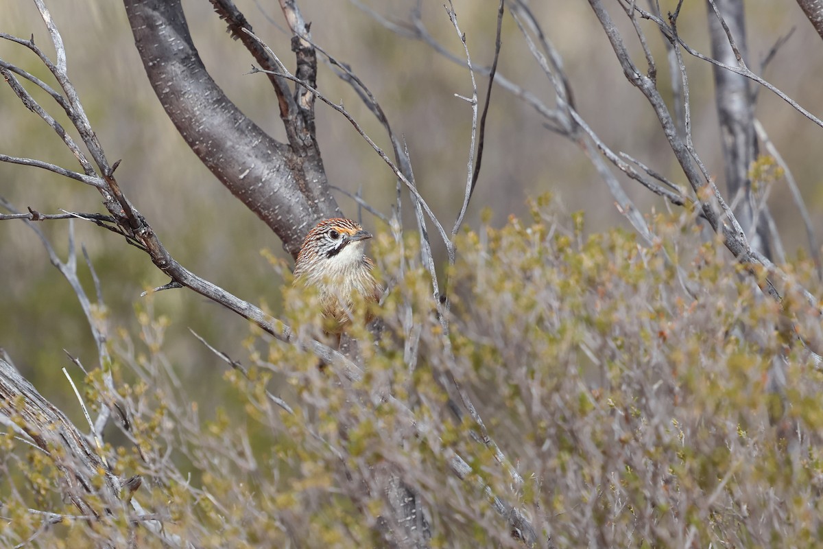 Sandhill Grasswren - ML641041468