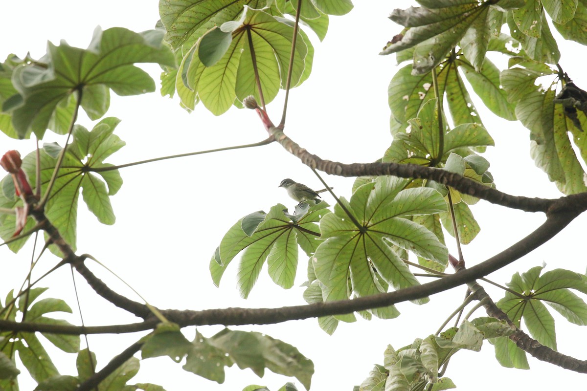 Spectacled Tyrannulet - ML641041470