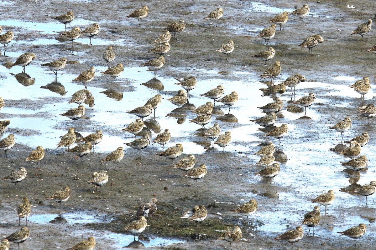 European Golden-Plover - ML641041475