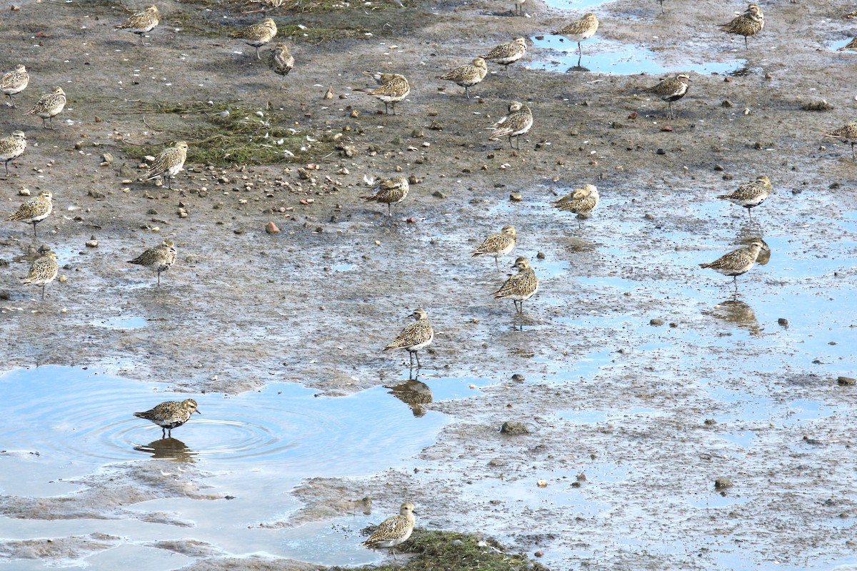 European Golden-Plover - ML641041477