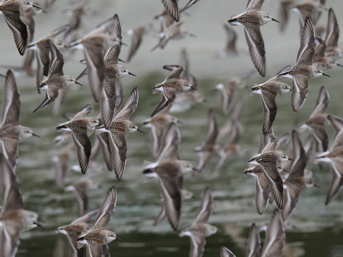 Western Sandpiper - ML641041490