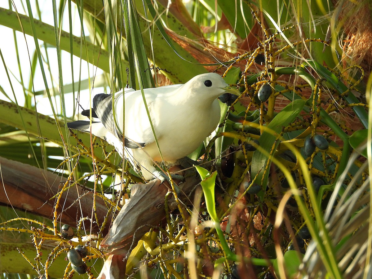 Torresian Imperial-Pigeon - ML641041527
