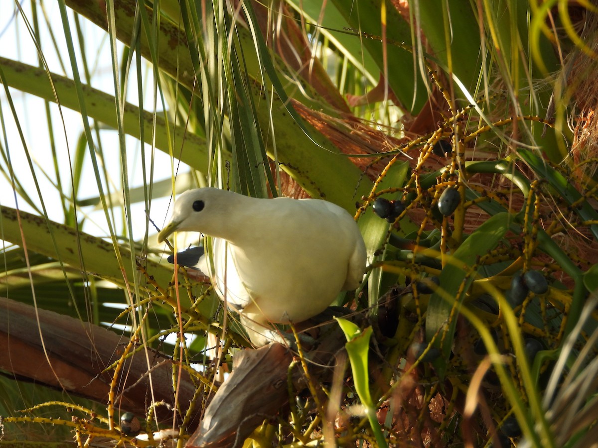 Torresian Imperial-Pigeon - ML641041528