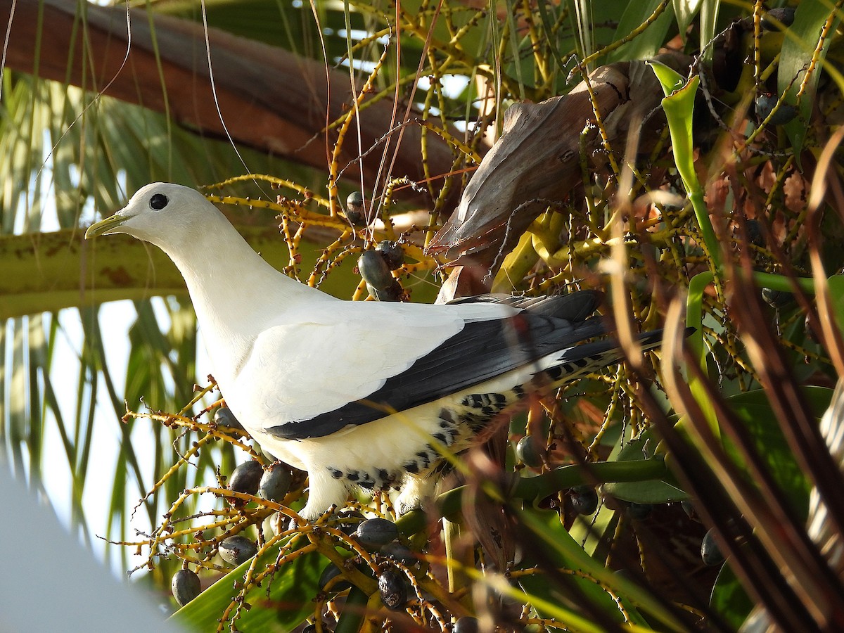 Torresian Imperial-Pigeon - ML641041530