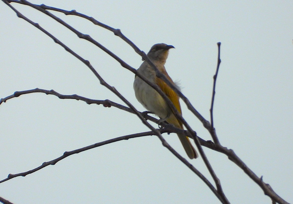 Brown Honeyeater - ML641041537