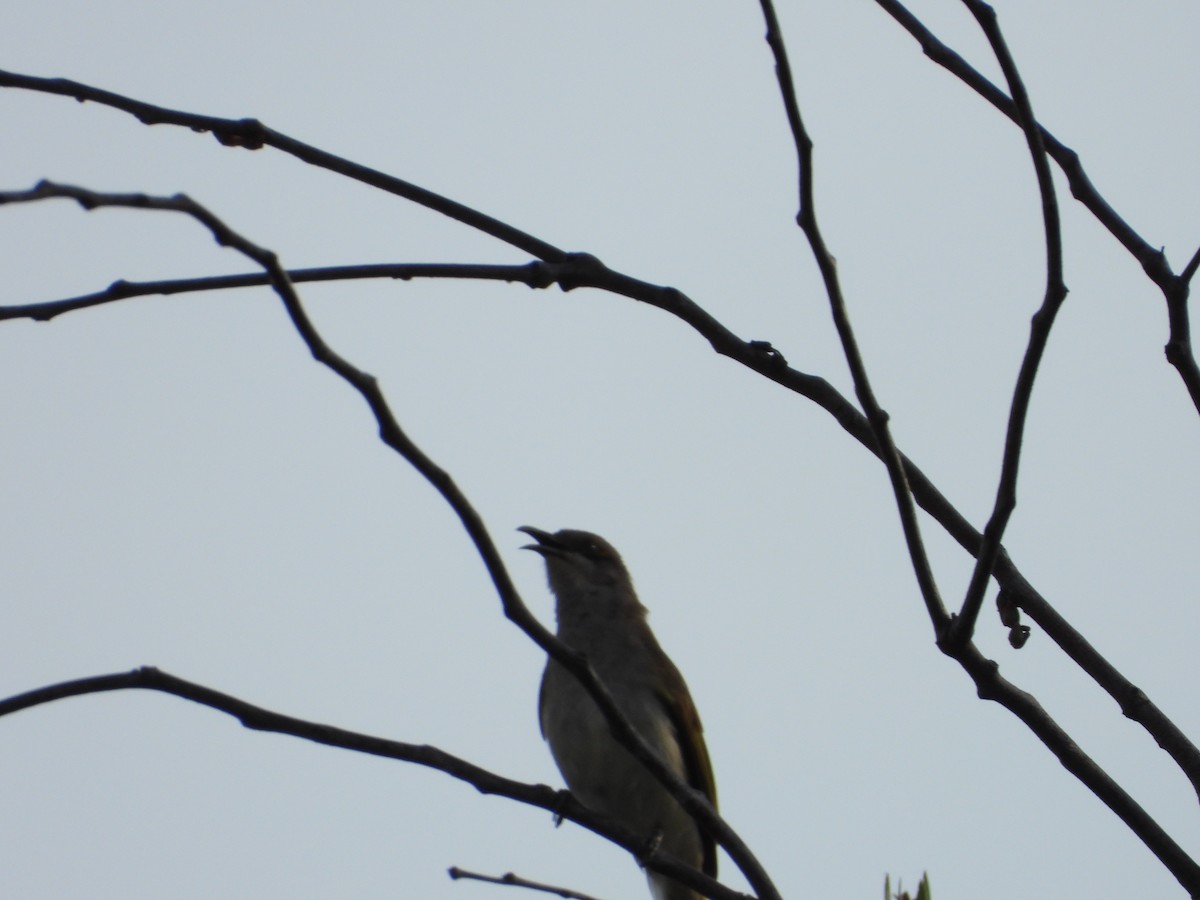 Brown Honeyeater - ML641041542