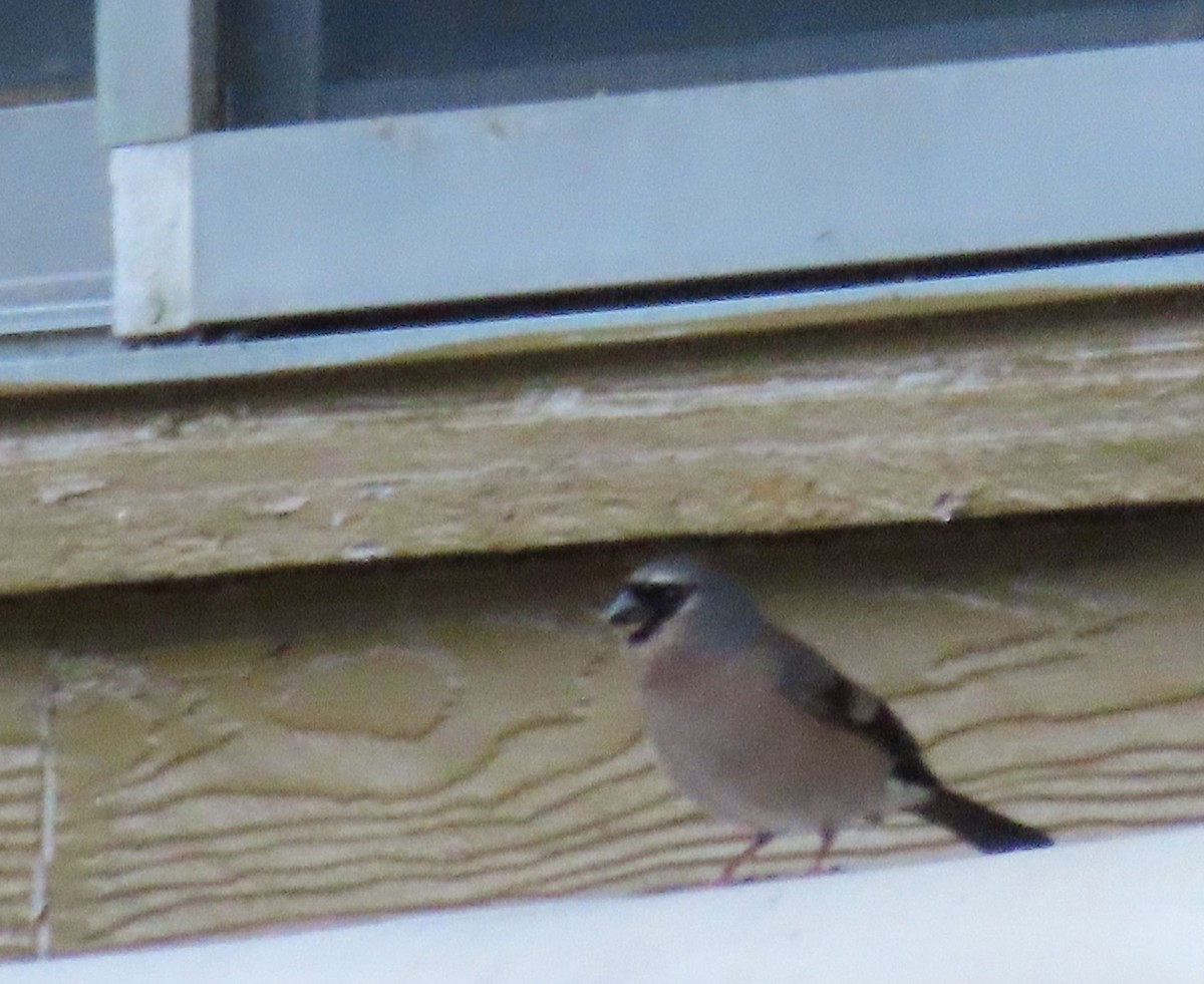 Taiwan Bullfinch - ML641041557