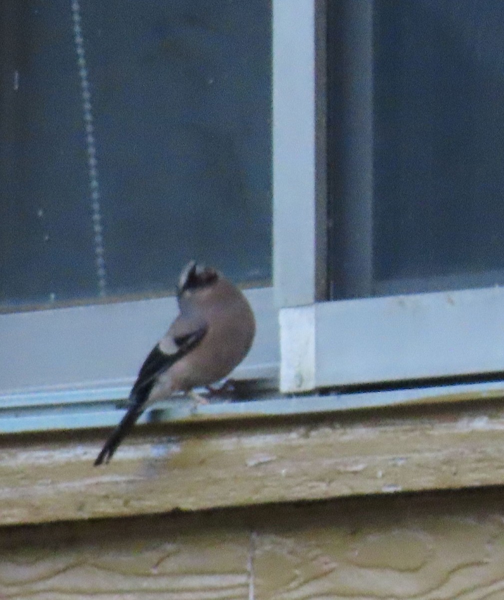 Taiwan Bullfinch - ML641041558