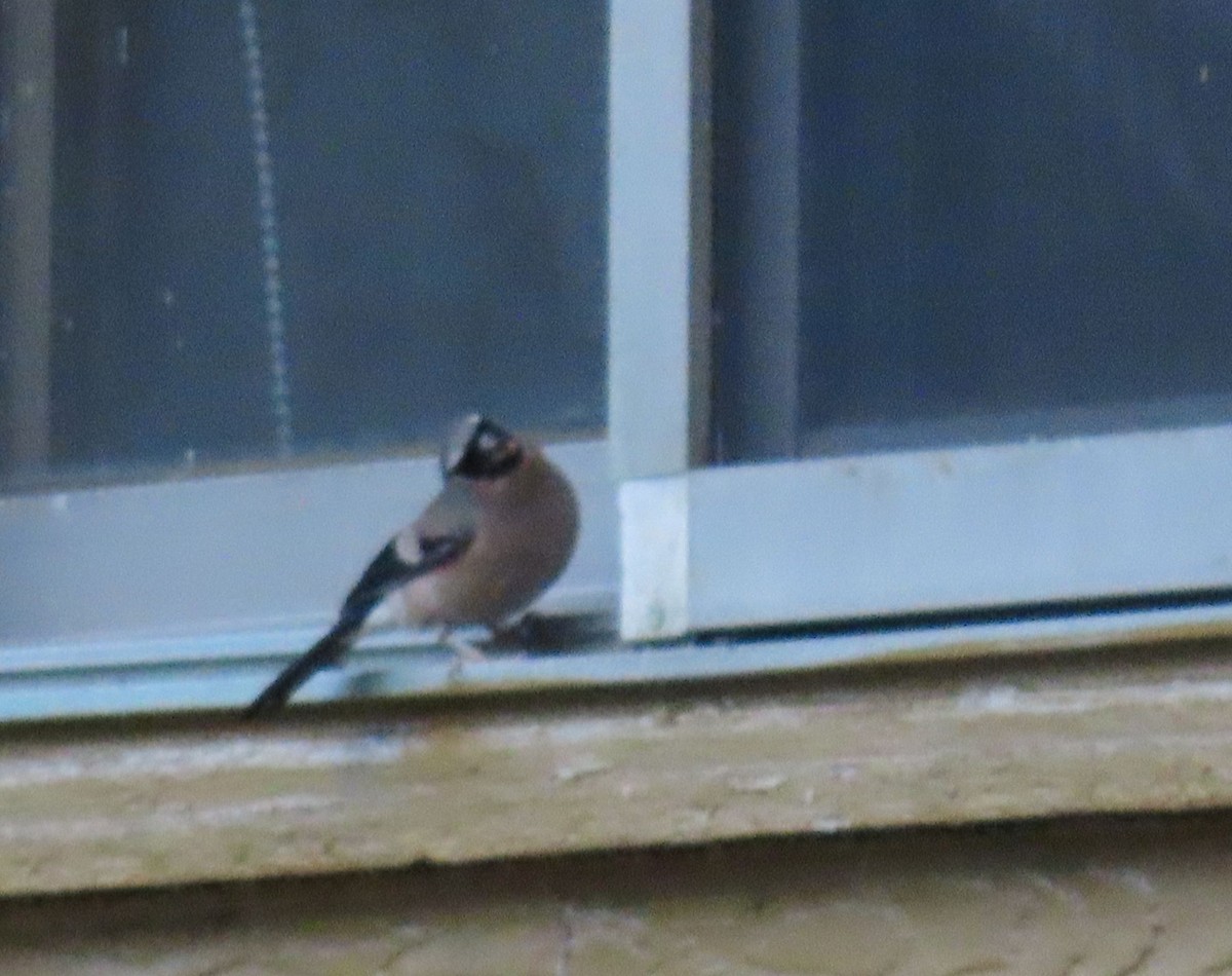 Taiwan Bullfinch - ML641041560