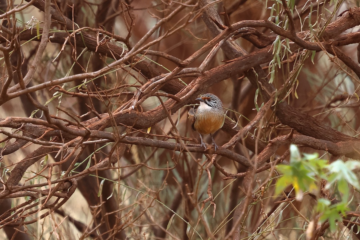 Pilbara Grasswren - ML641041577