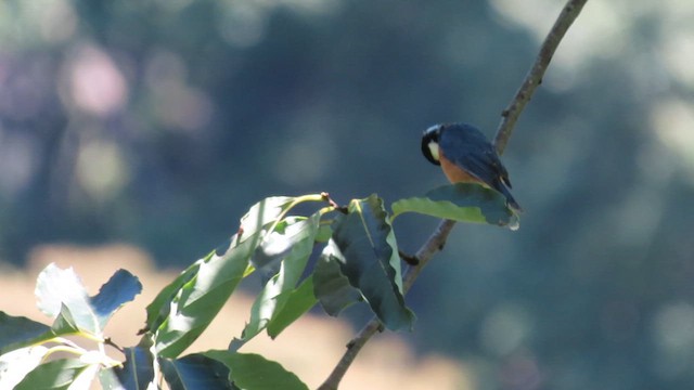 Chestnut-bellied Tit - ML641041580