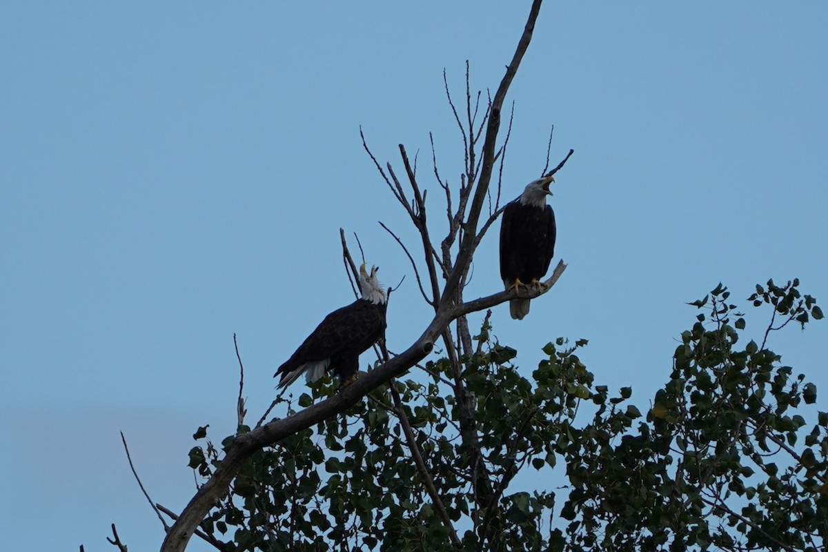 Bald Eagle - ML641041587
