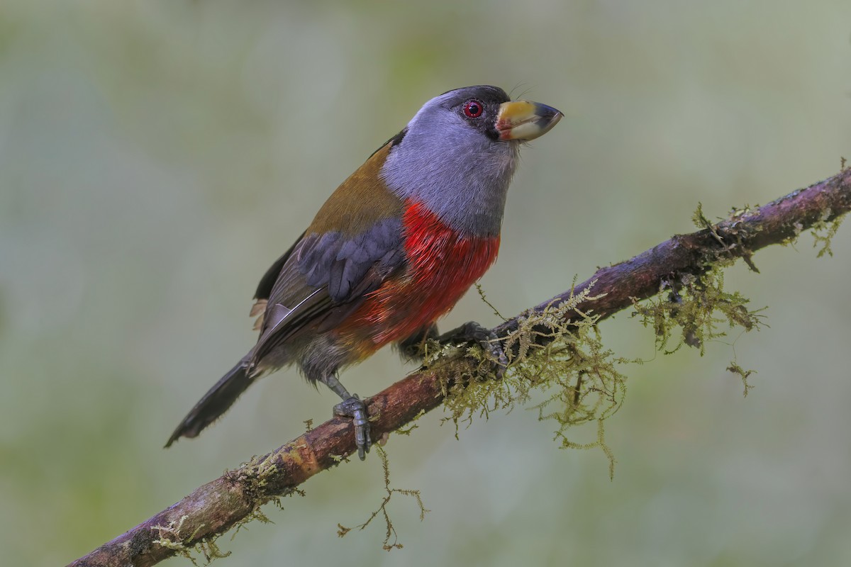 Toucan Barbet - ML641041623