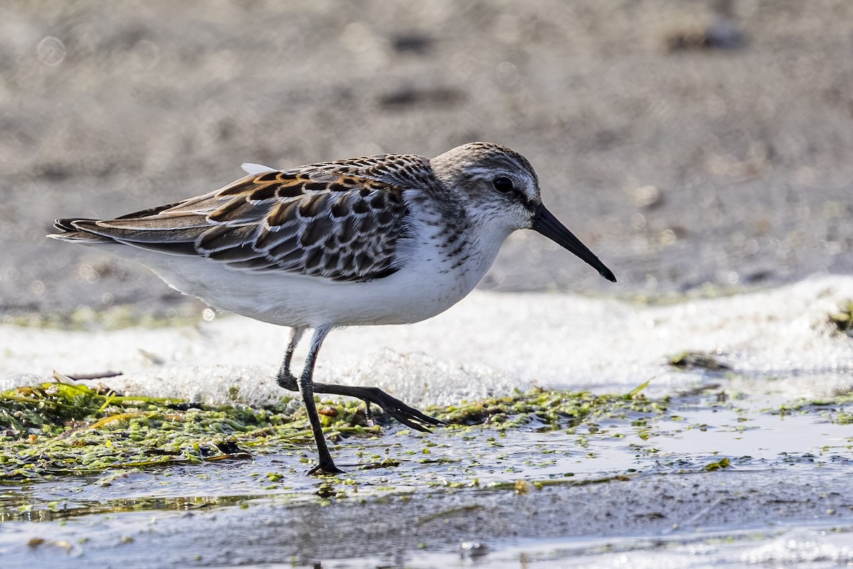 Western Sandpiper - ML641041626