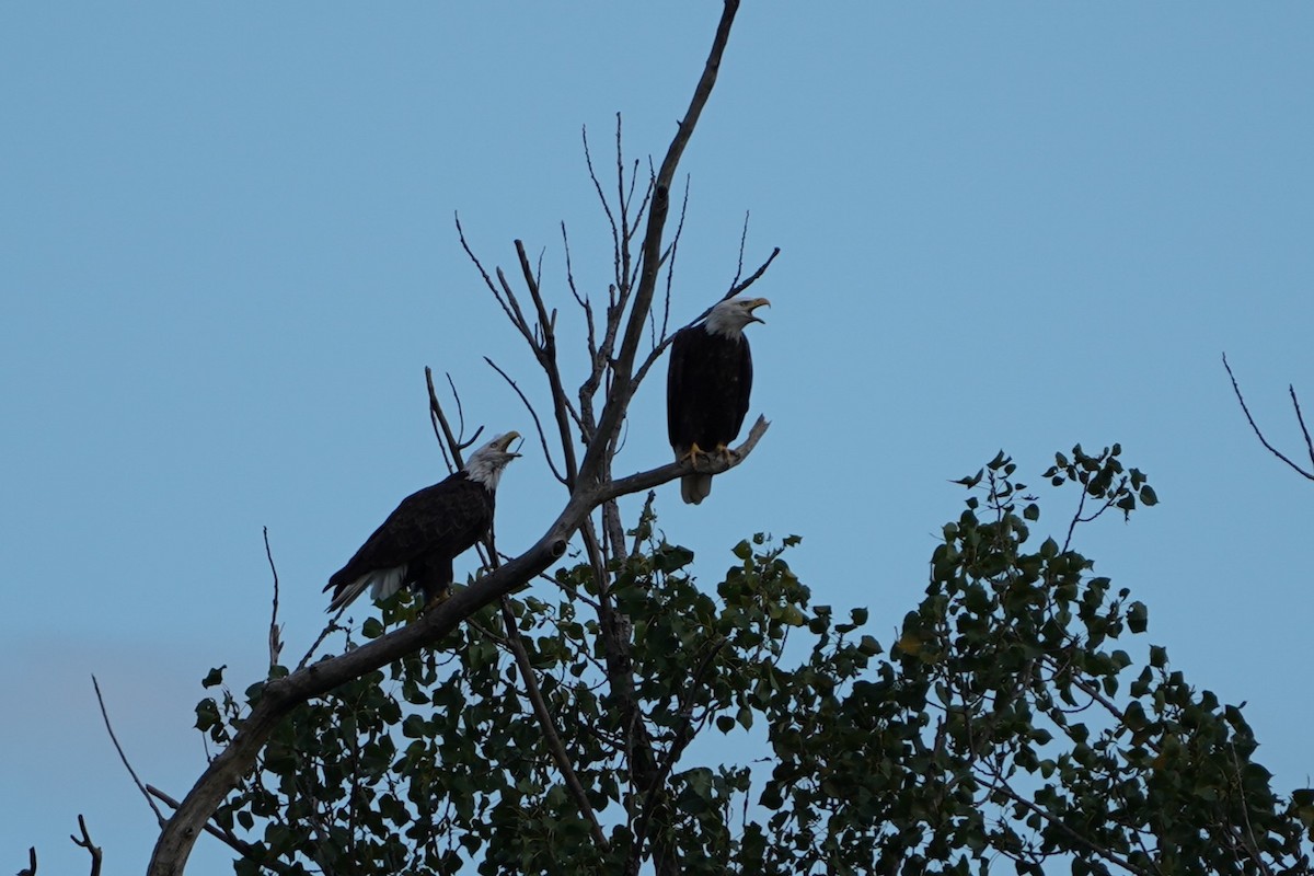 Bald Eagle - ML641041637