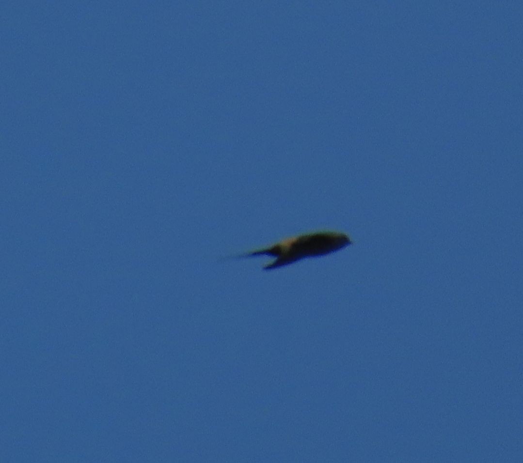 Eastern Red-rumped Swallow (Striated) - ML641041647