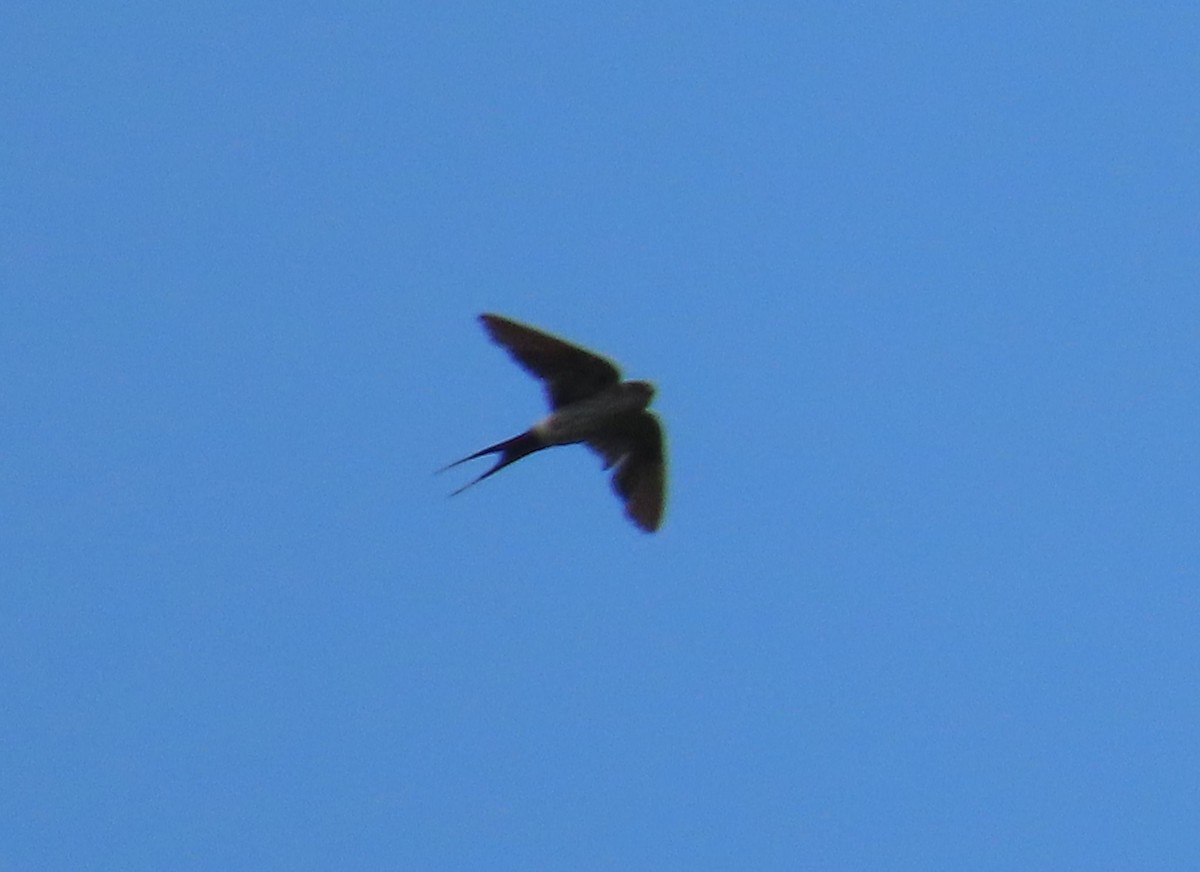 Eastern Red-rumped Swallow (Striated) - ML641041648