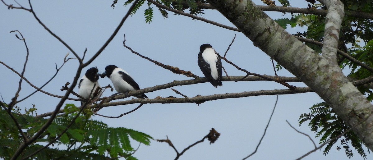 Bismarck Woodswallow - ML641041652