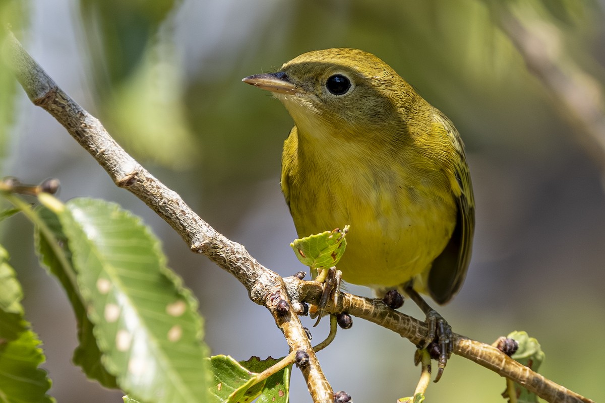 Yellow Warbler - ML641041654