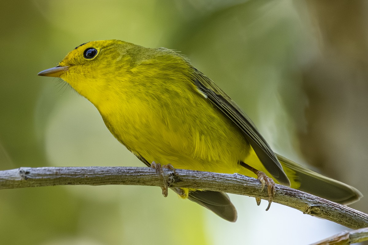 Yellow Warbler - ML641041663