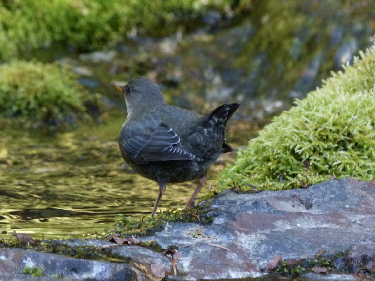 American Dipper - ML641041705