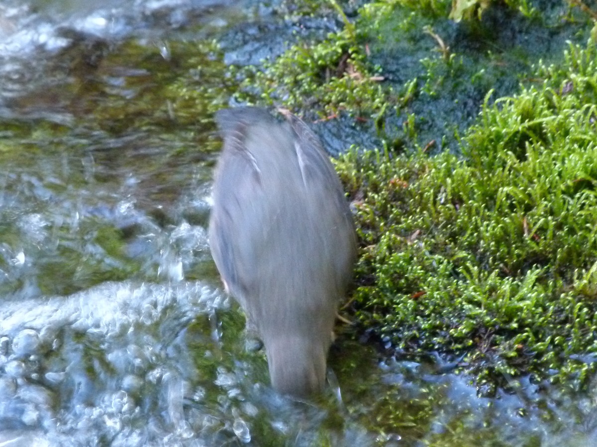 American Dipper - ML641041725