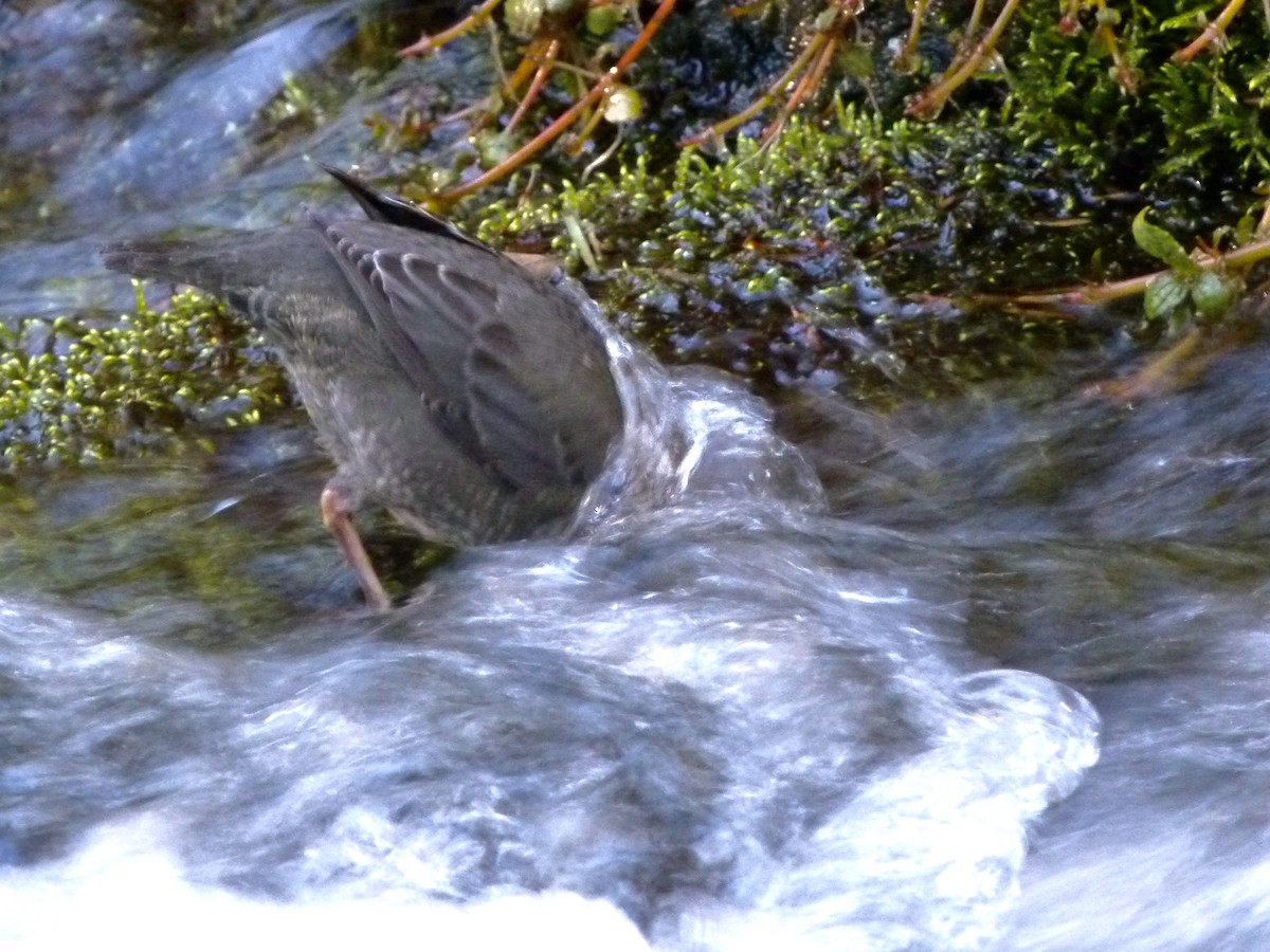 American Dipper - ML641041739