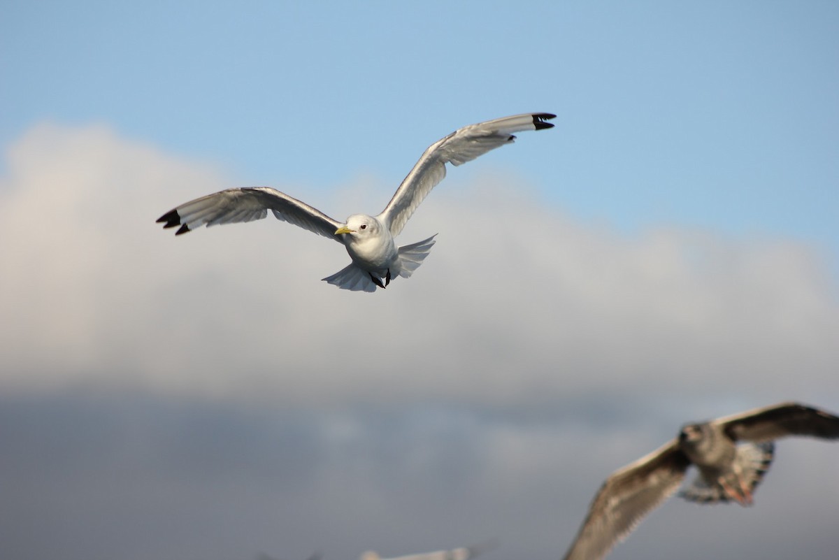 Black-legged Kittiwake - ML641041742