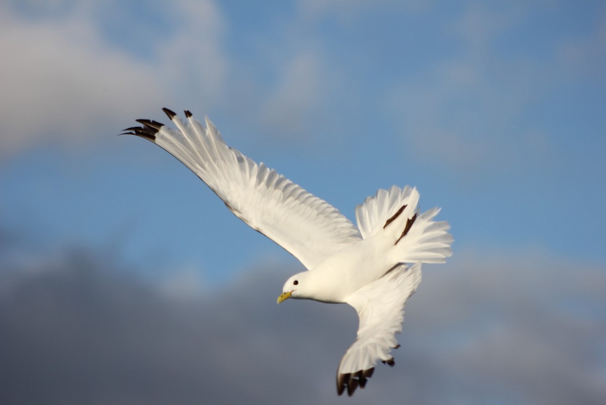 Black-legged Kittiwake - ML641041743