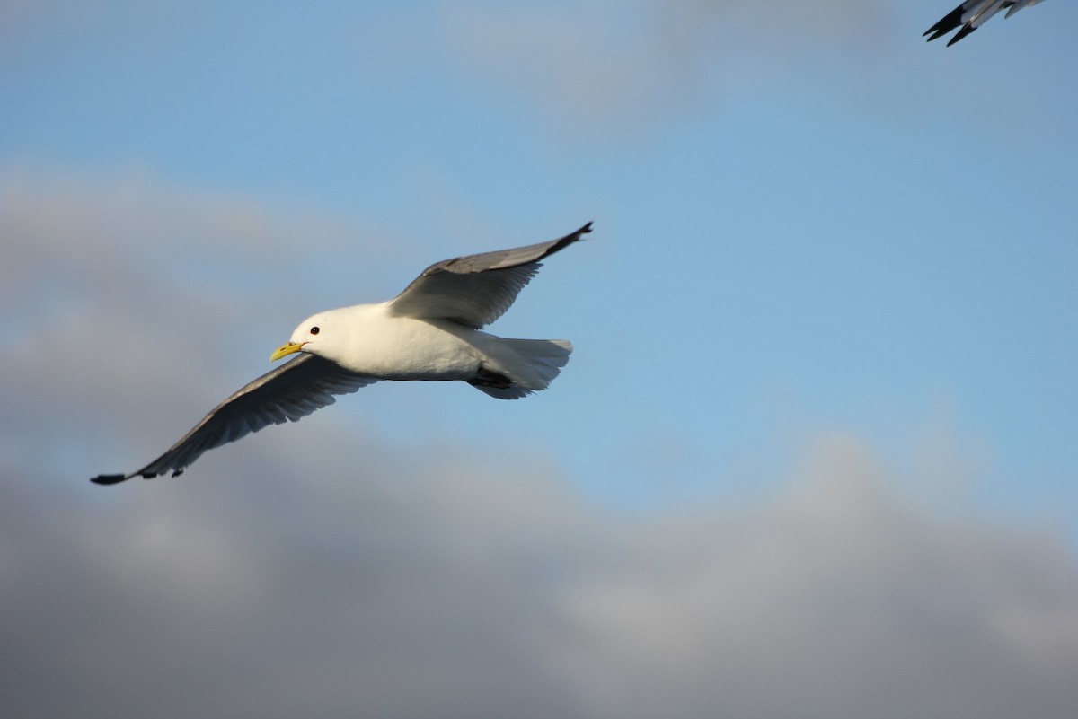 Black-legged Kittiwake - ML641041744