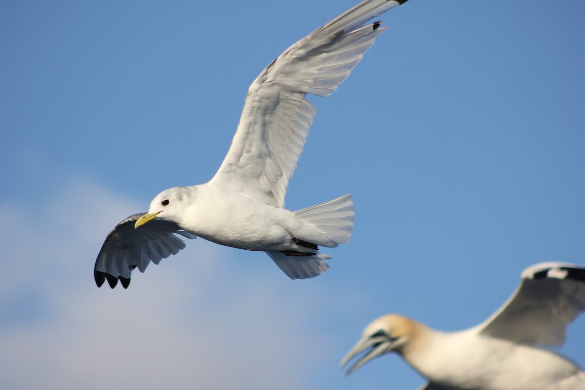 Black-legged Kittiwake - ML641041754