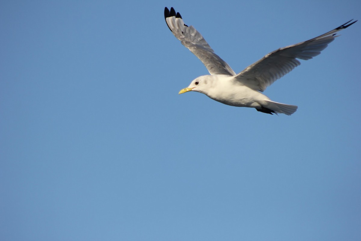 Black-legged Kittiwake - ML641041756