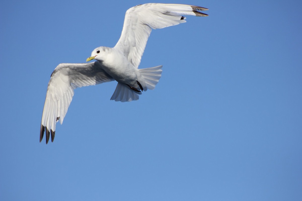 Black-legged Kittiwake - ML641041757