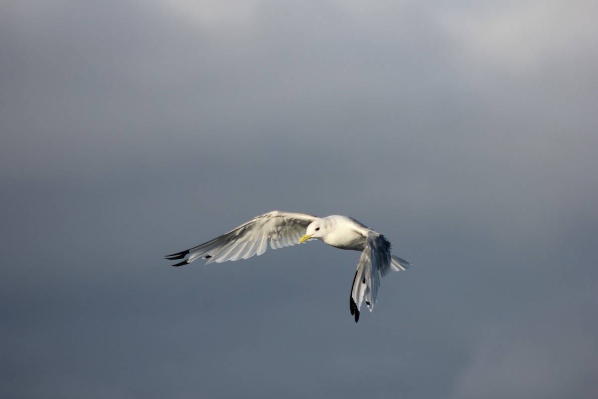 Black-legged Kittiwake - ML641041758