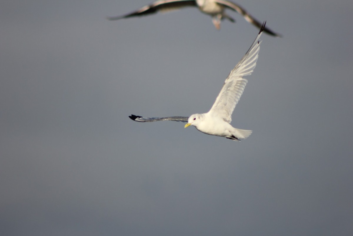 Black-legged Kittiwake - ML641041762