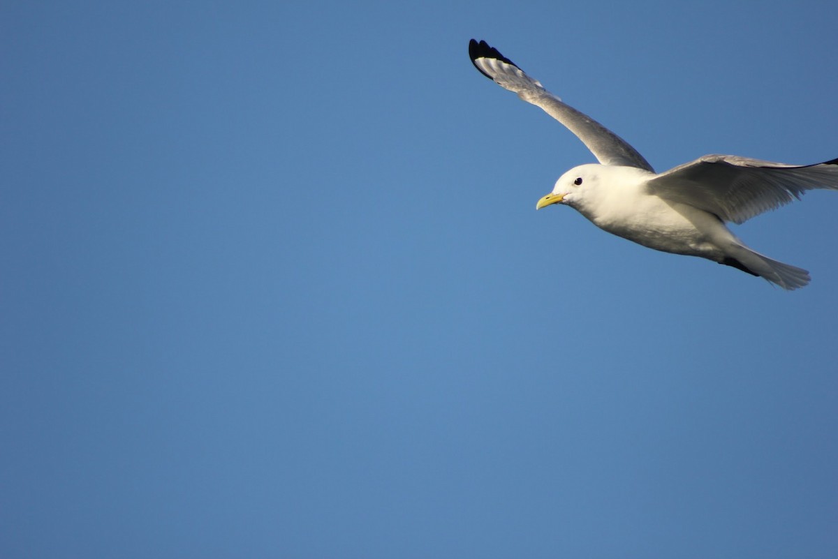 Black-legged Kittiwake - ML641041767
