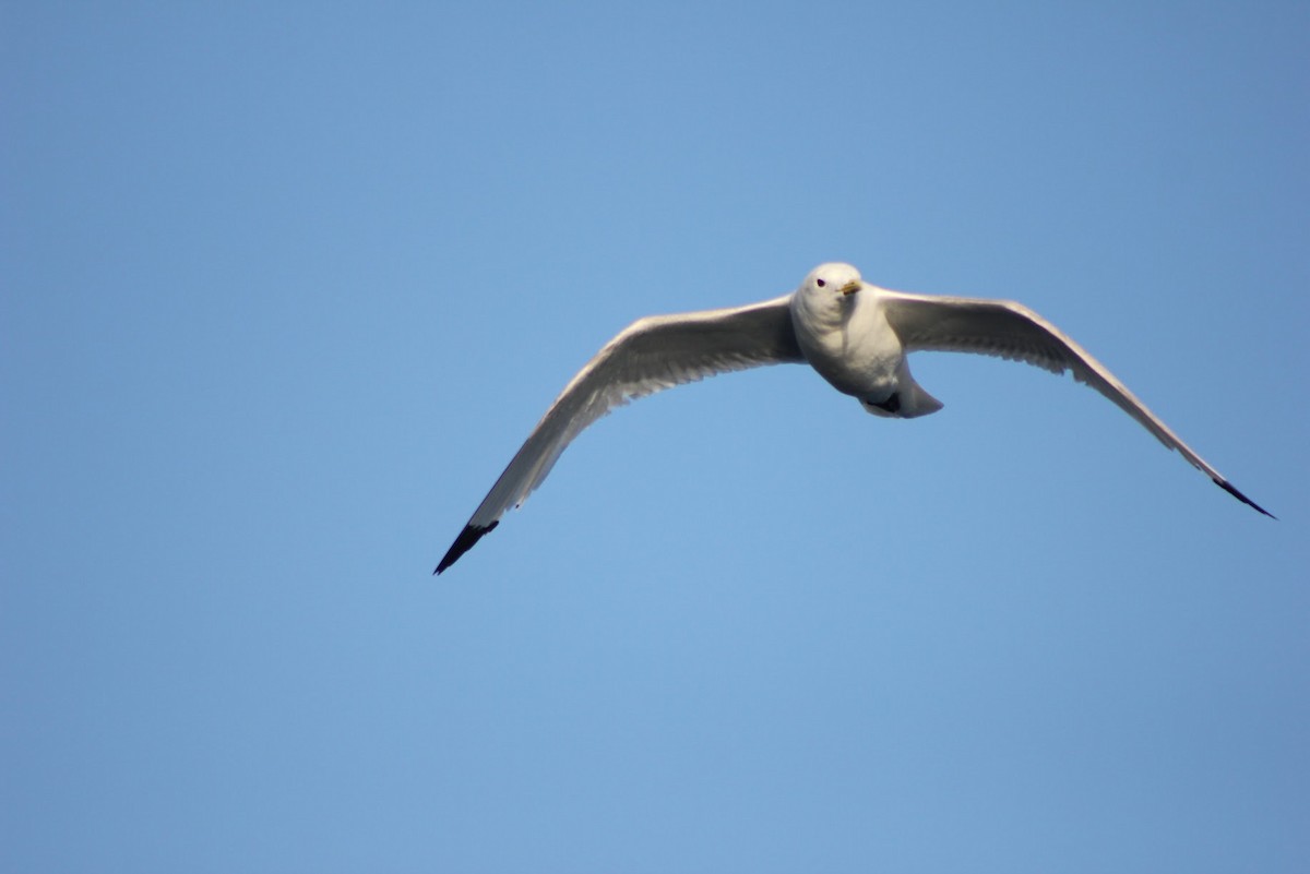 Black-legged Kittiwake - ML641041768