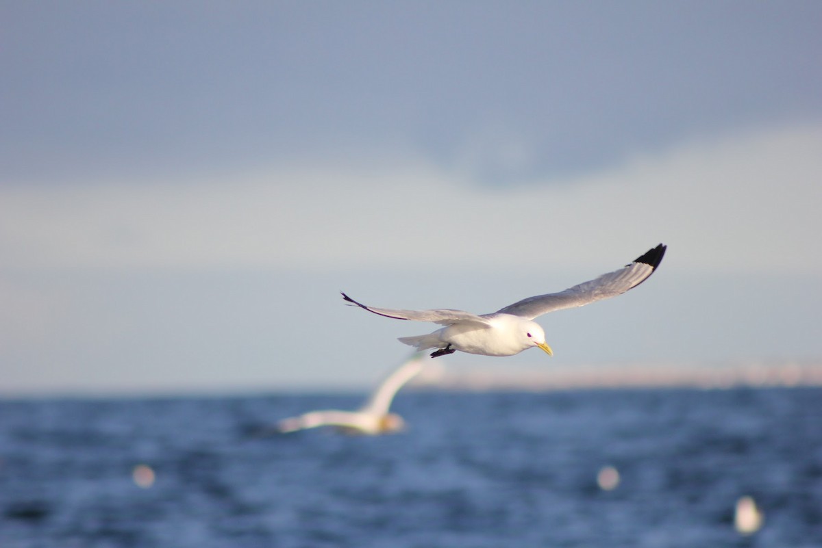 Black-legged Kittiwake - ML641041770