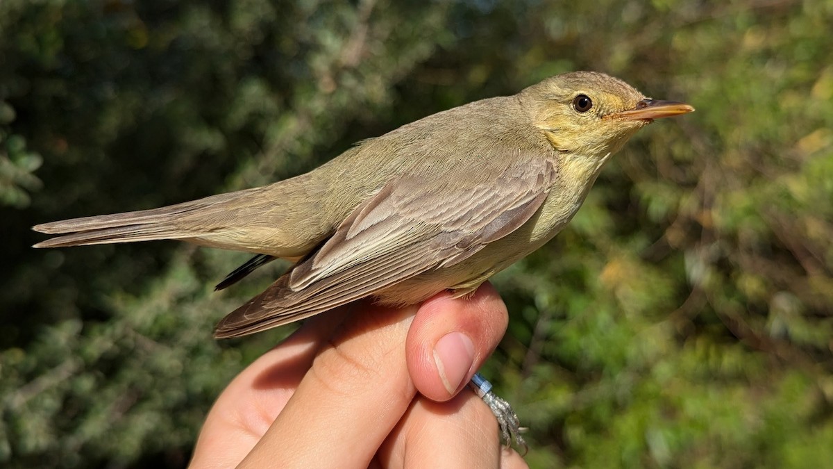 Icterine Warbler - ML641041774