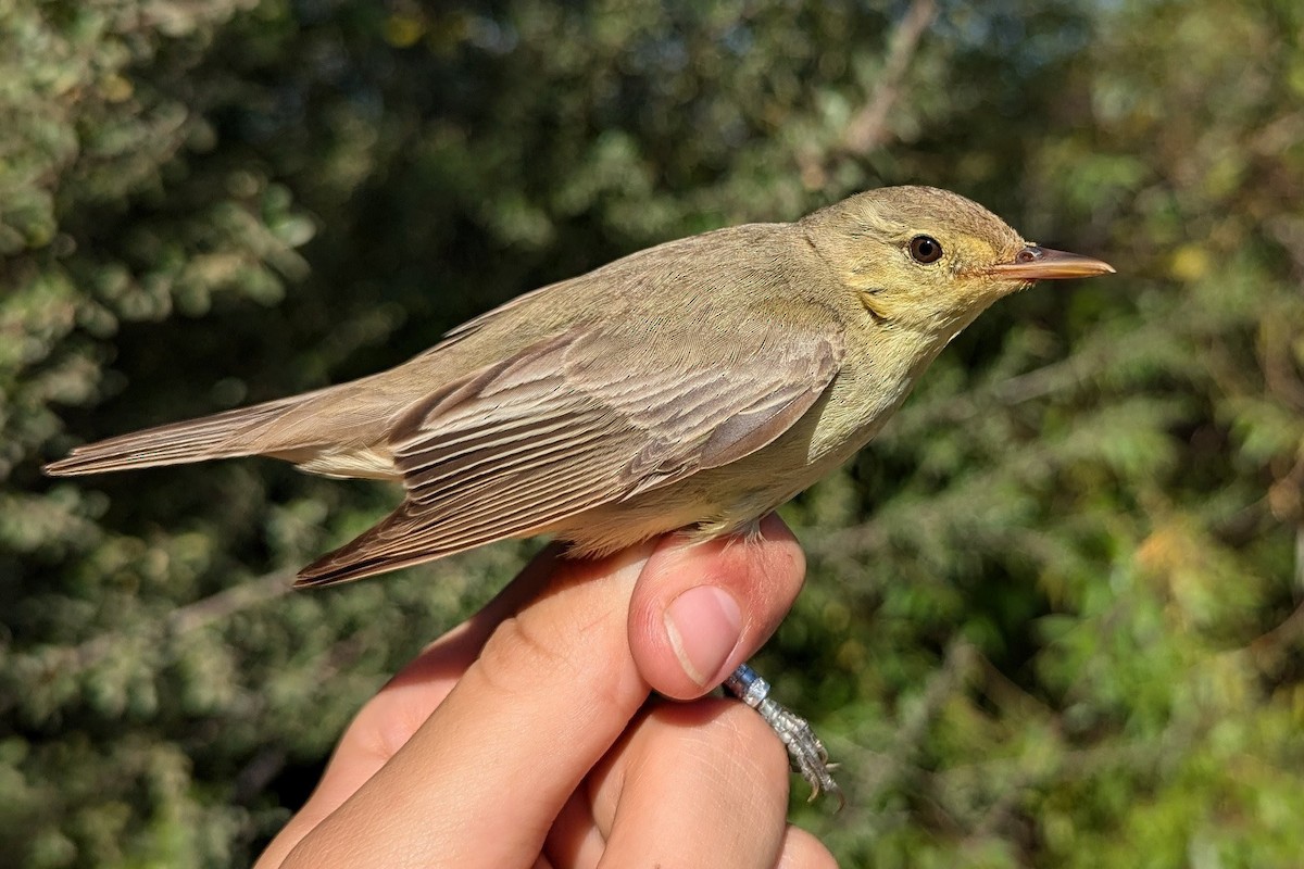 Icterine Warbler - ML641041775