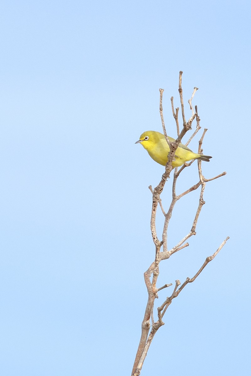 Australian Yellow White-eye - ML641041778