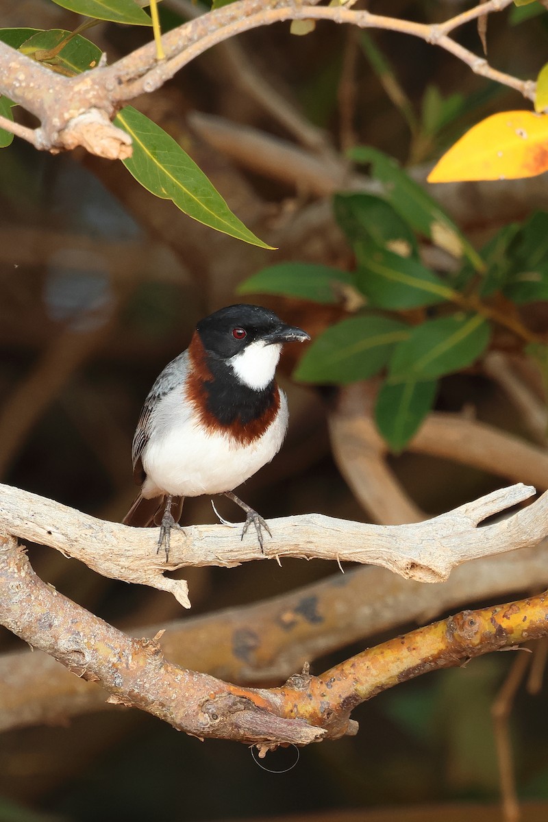 White-breasted Whistler - ML641041785