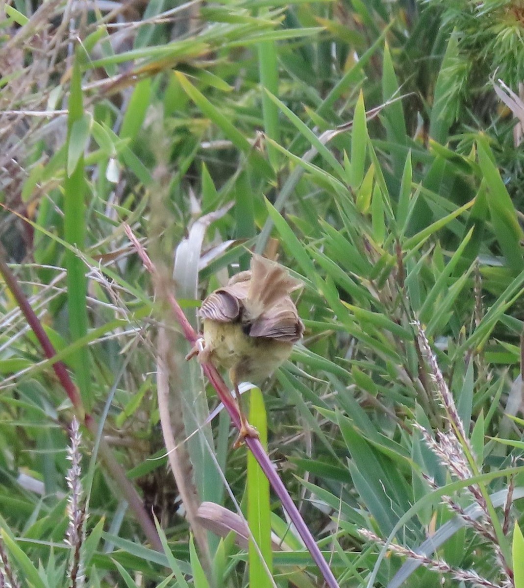 Yellowish-bellied Bush Warbler - ML641041807